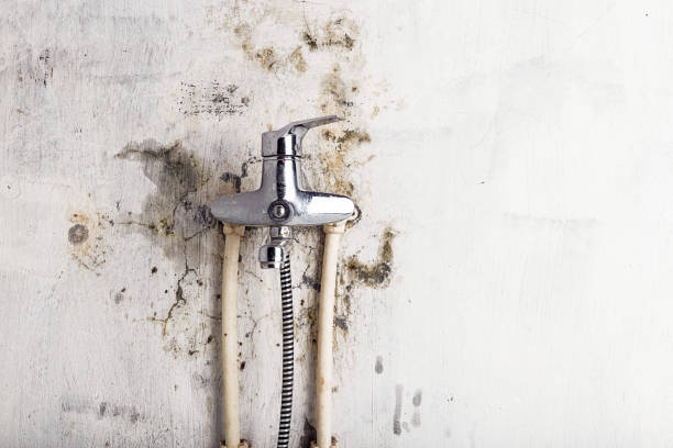 Best Residential Mold Removal  in Clinton, MI