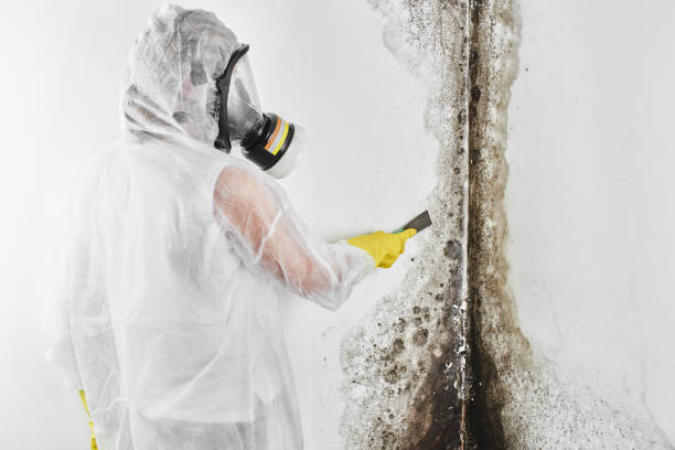 Best Local Mold Removal Service  in Clinton, MI