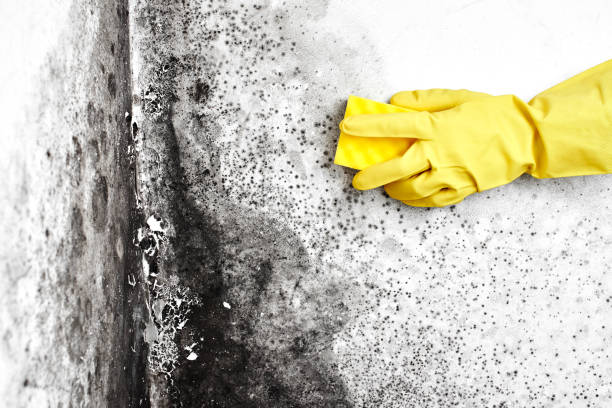 Mold Removal Process in Clinton, MI