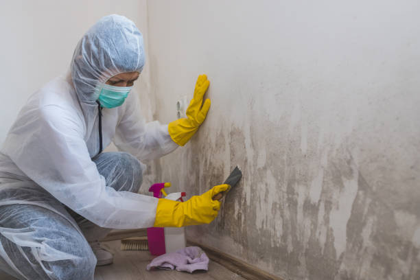 Best Mold Damage Repair  in Clinton, MI