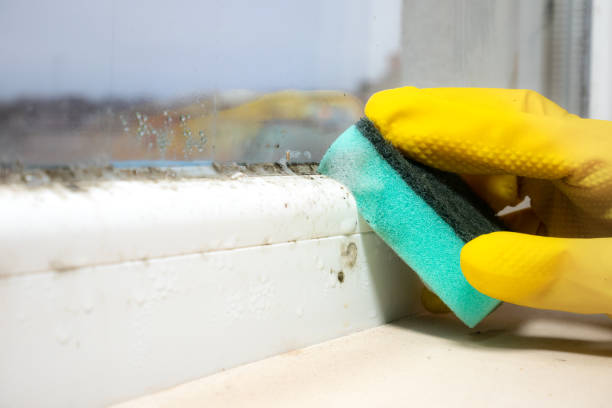 Best Local Mold Removal Service  in Clinton, MI