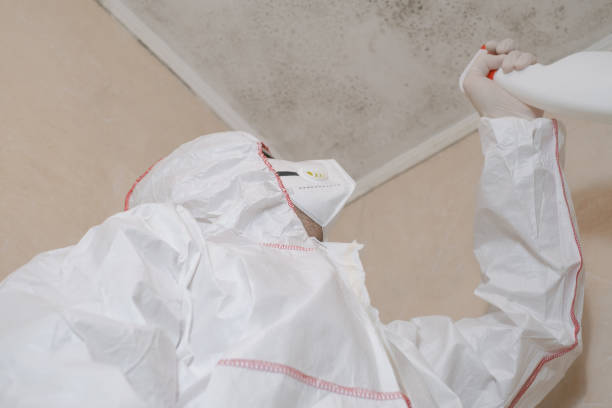 Mold Removal Process in Clinton, MI