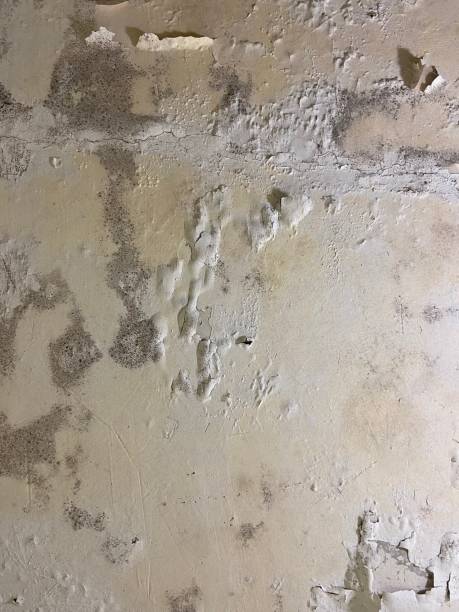 Best Mold Removal Company Near Me  in Clinton, MI