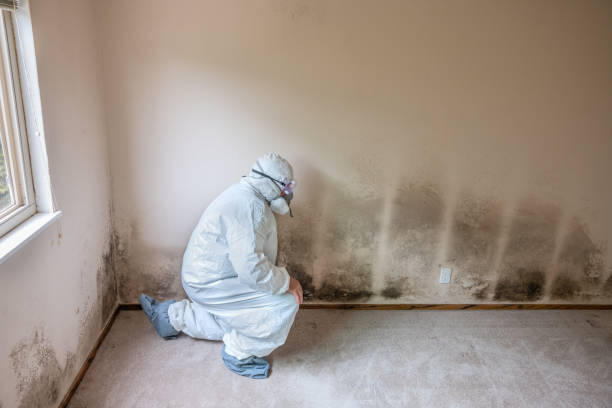 Best Mold Testing  in Clinton, MI