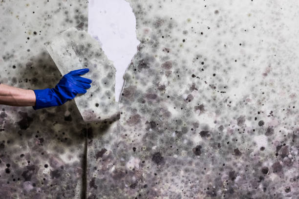 Best Mold Remediation  in Clinton, MI
